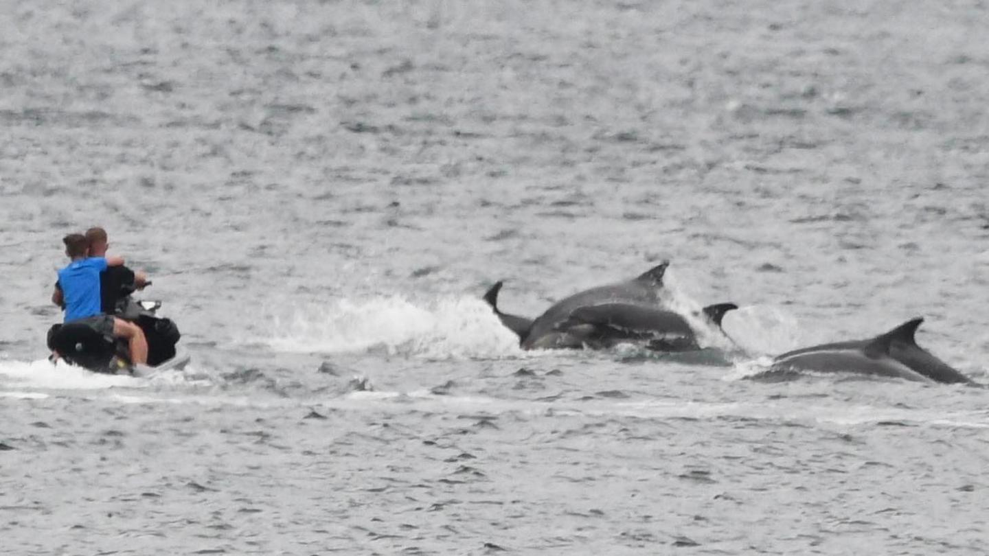 Two people - who look to be a man and a child - are on a water scooter or personal watercraft circling in front of three grey dolphins.