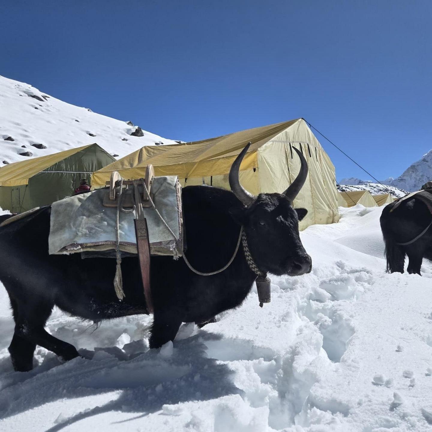 Gwersylla yn Ama Dablam Basecamp a'r Yak yn gwmni