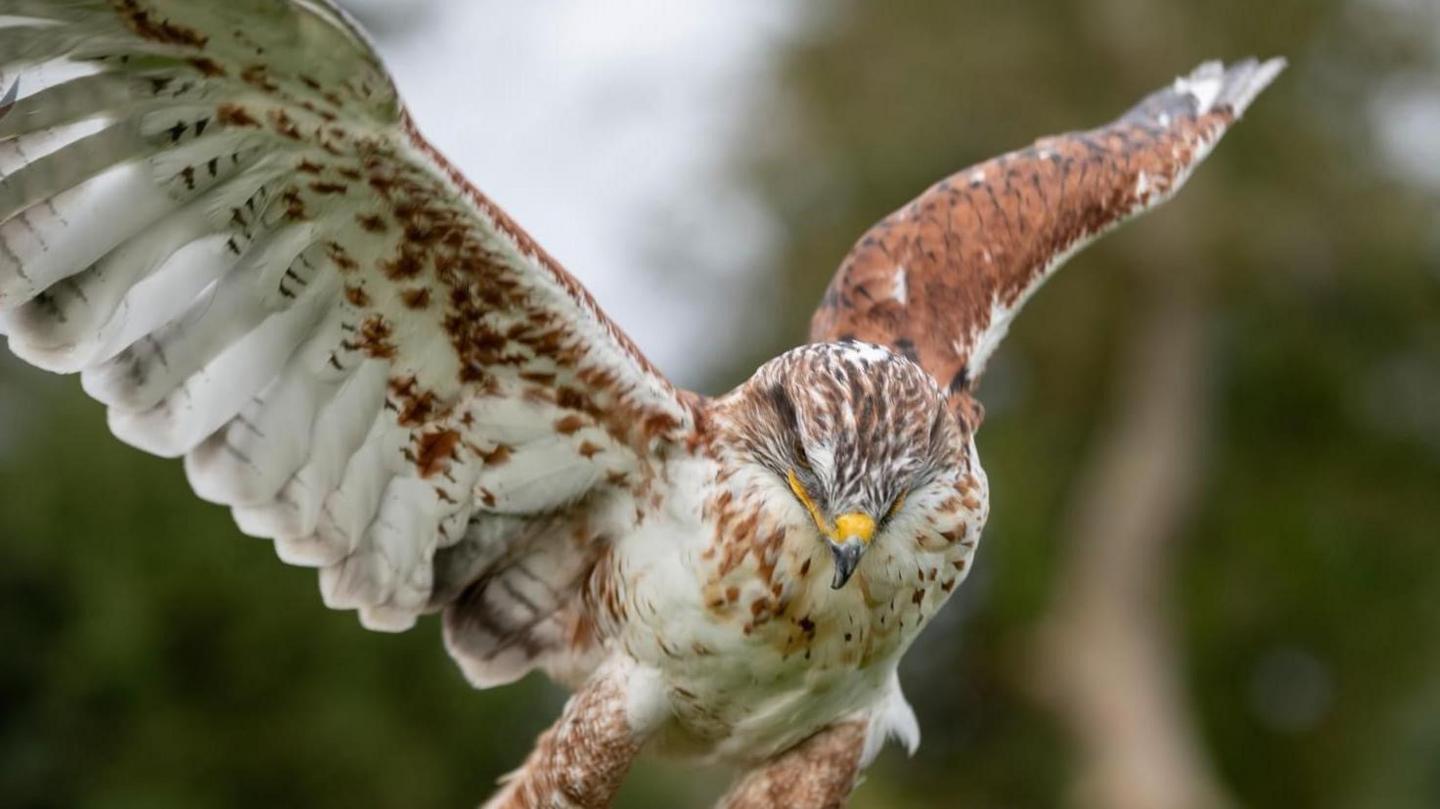 A bird of prey (hawk) pictured mid flight with it's wings spread wide open, it is looking down with a yellow and black beak. The bird is white and light brown. 