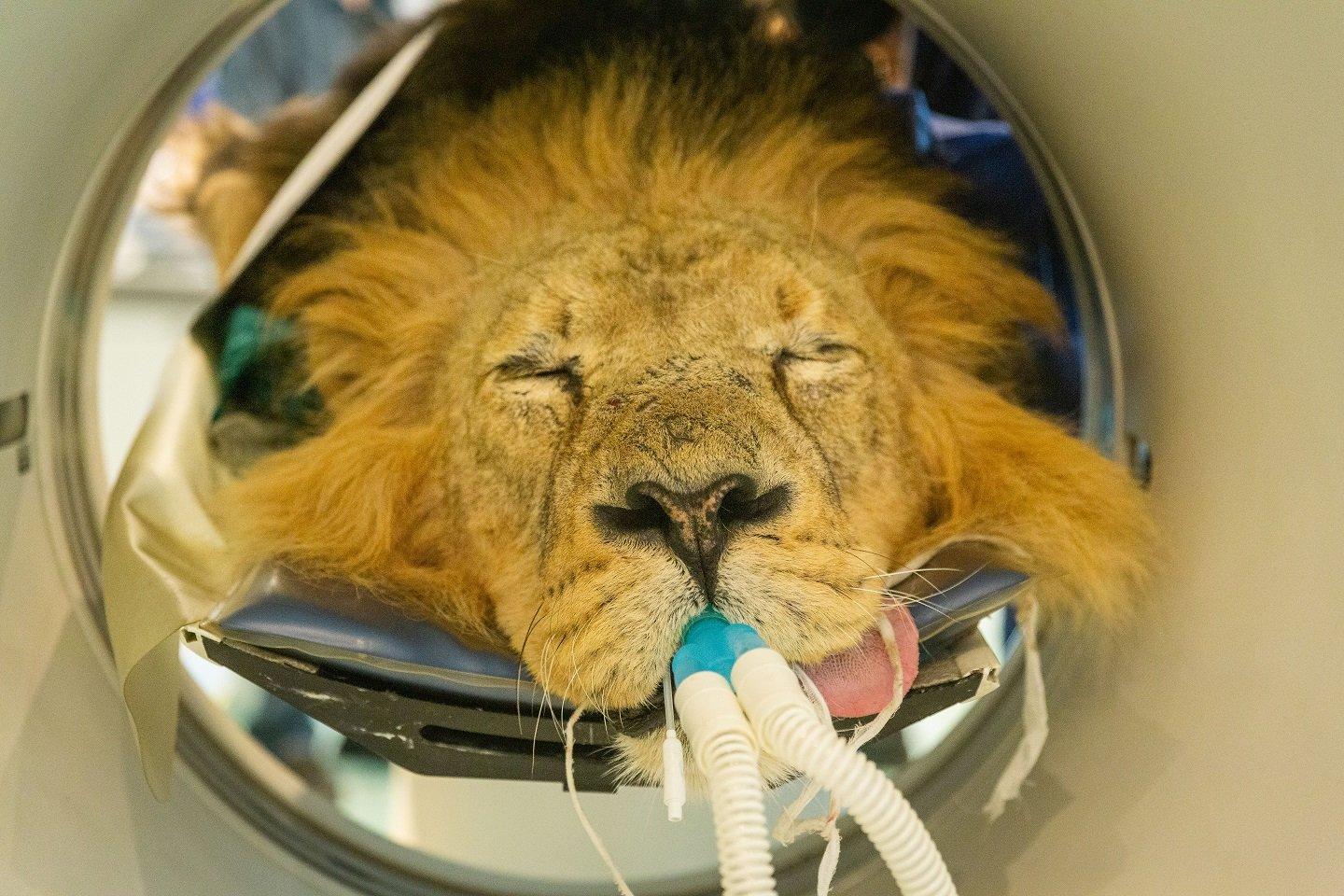 sedated lion