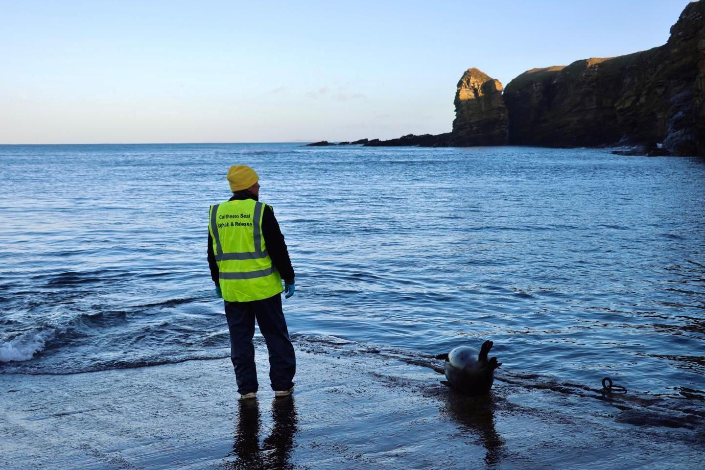A person stands on a pier by the sea with their back to the camera. They are wearing an orange woolly hat and a high visibility vest, with the words "Caithness Seal Rehab and Release" in black letters. Next to them is a seal. It is on the pier and appears to be moving towards the water washing over the concrete structure. In the distance is a high sea cliff.