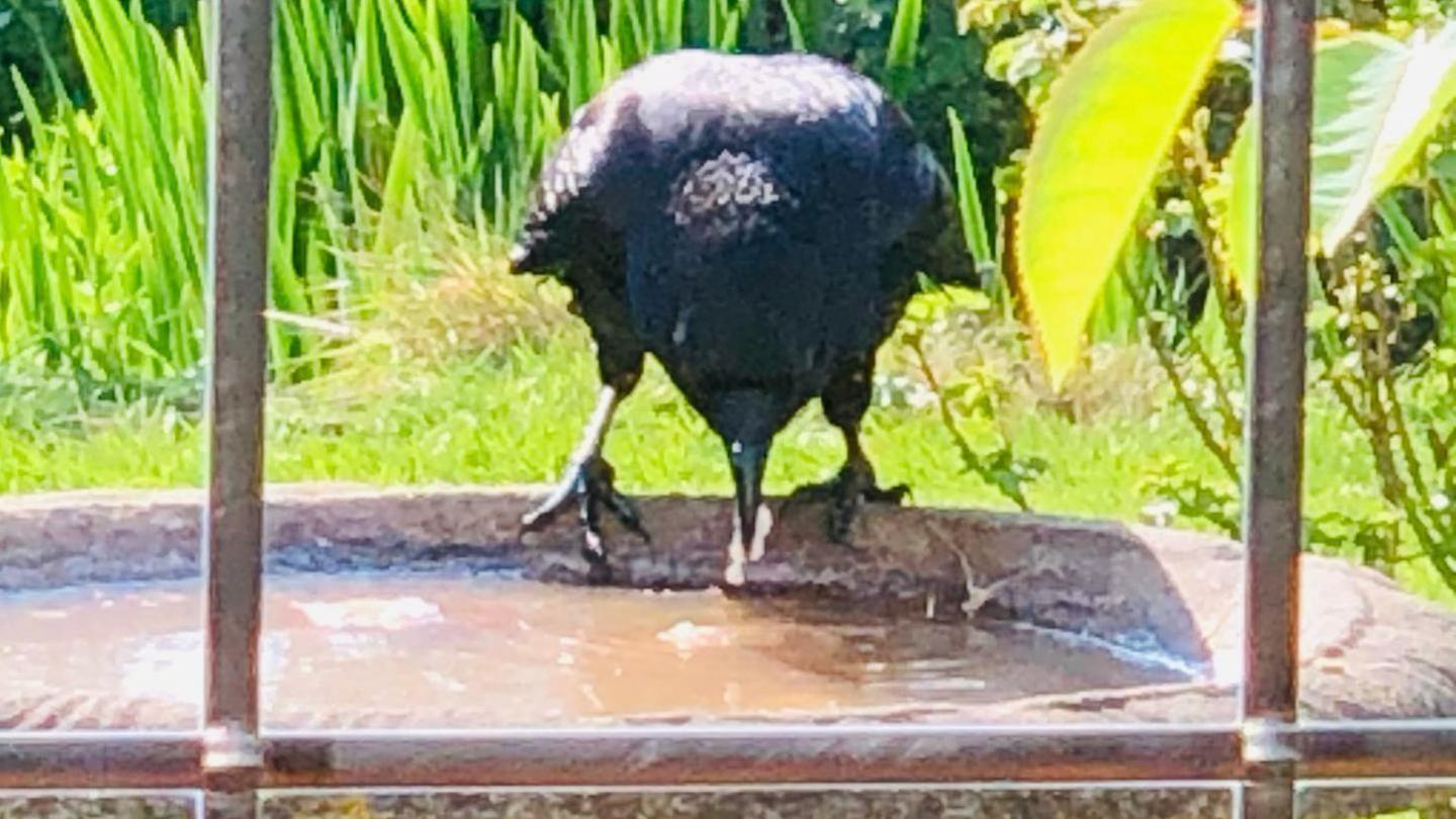 A black crow near the water of a bird bath, with what looks like a piece of bread in its beak. The shot has been taken from inside a house, and the lead work of the window can be seen.