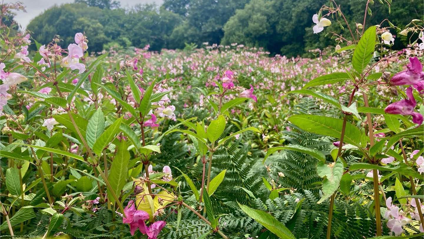 A field full of Himalayan balsam in flower. The tall slender plants are topped with flowers ranging from pale pink to cerise.