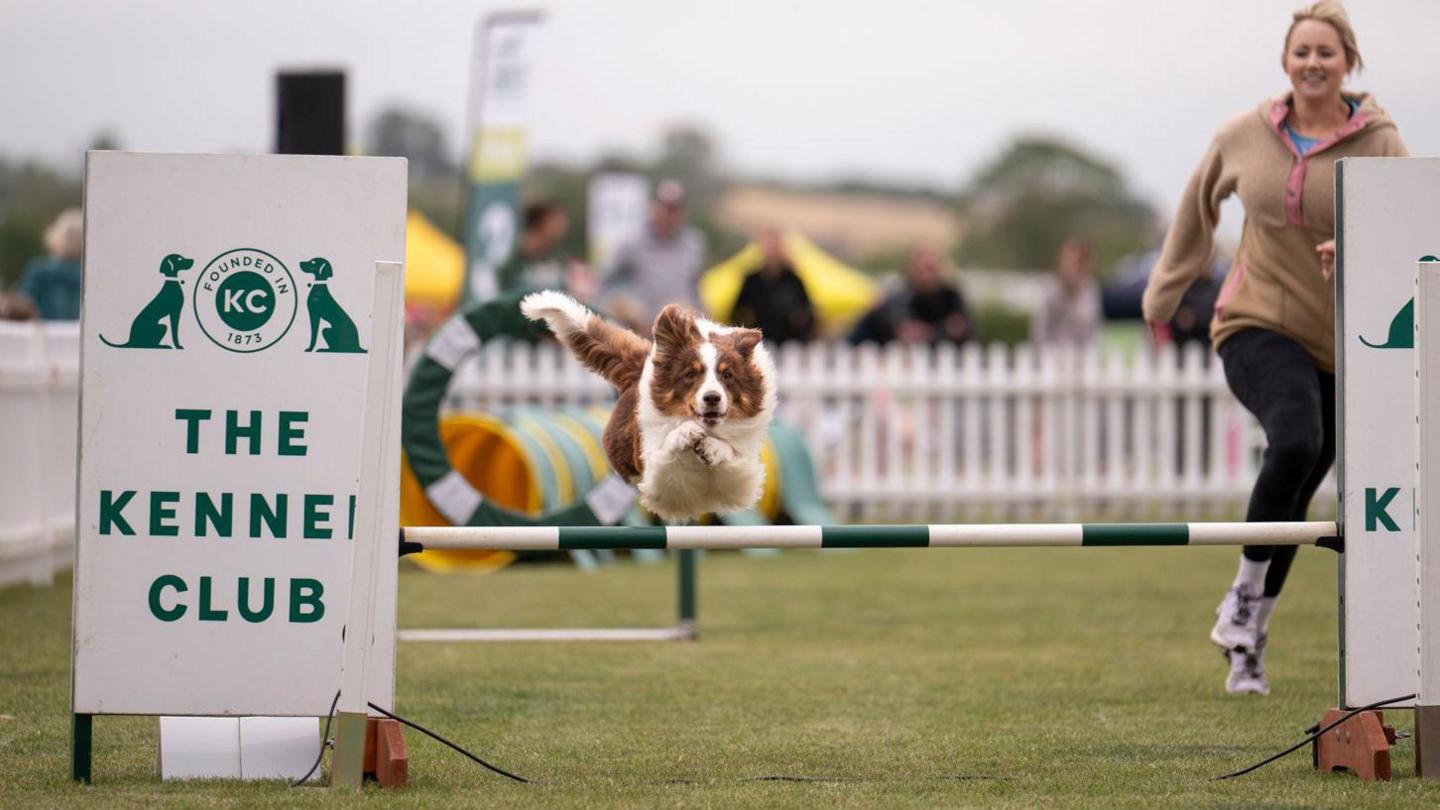 Dog on agility course in Rutland Showground