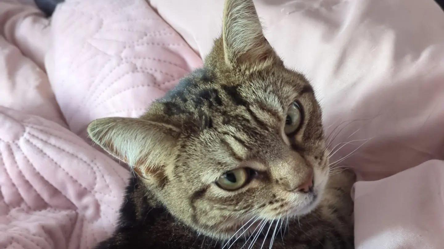 A brown tabby cat led on a bed