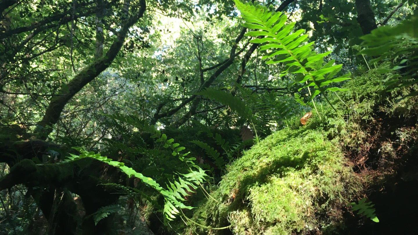 Rainforest, with lots of green leafy plants and trees