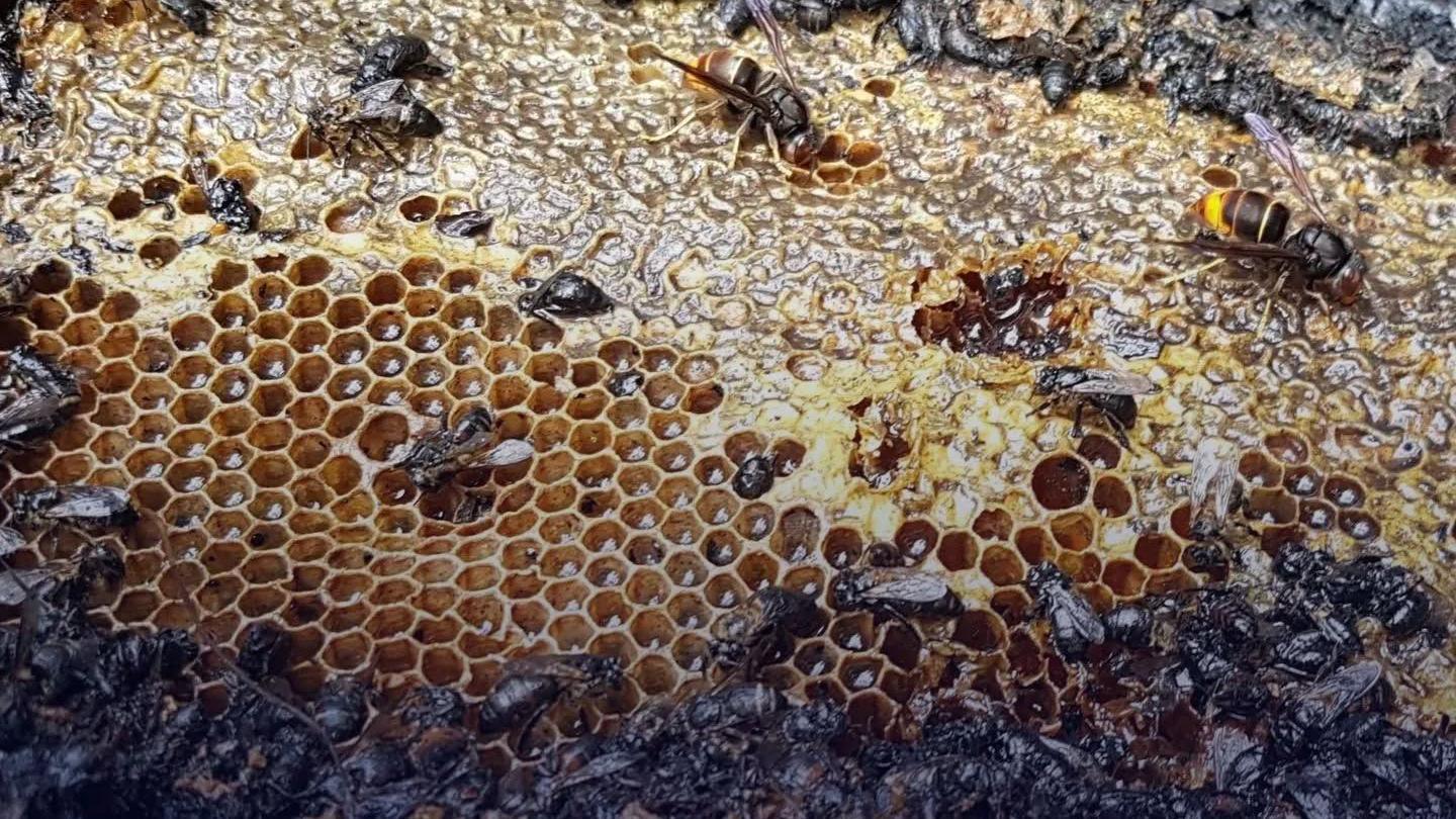 One of the 10 beehives after the fire