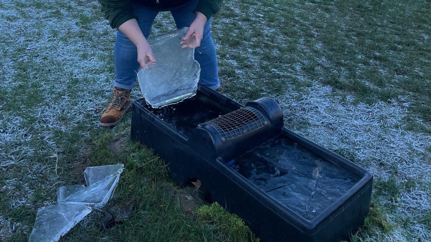 A keeper holds a thick sheet of ice next to a water trough