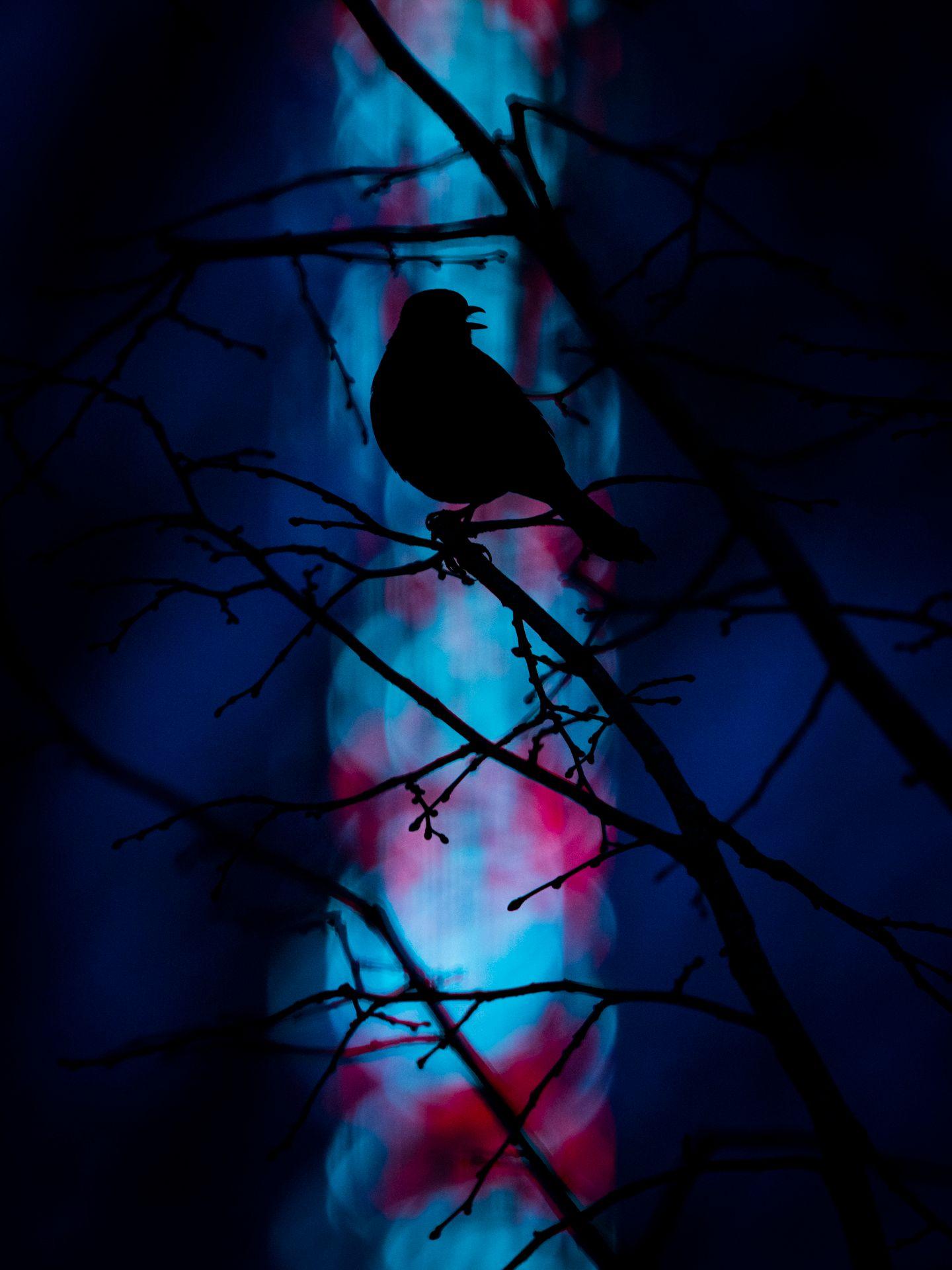 A silhouette of a Eurasian blackbird against fairground lights