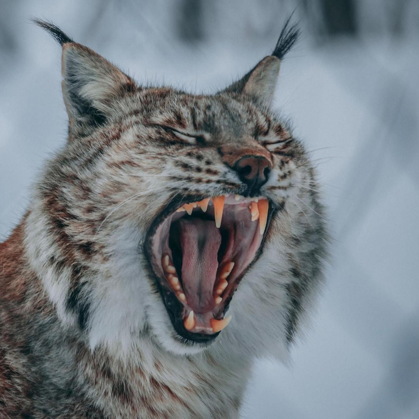 A lynx is yawning. It's mouth is open wide and showing its teeth. It is pictured against a snowy background.