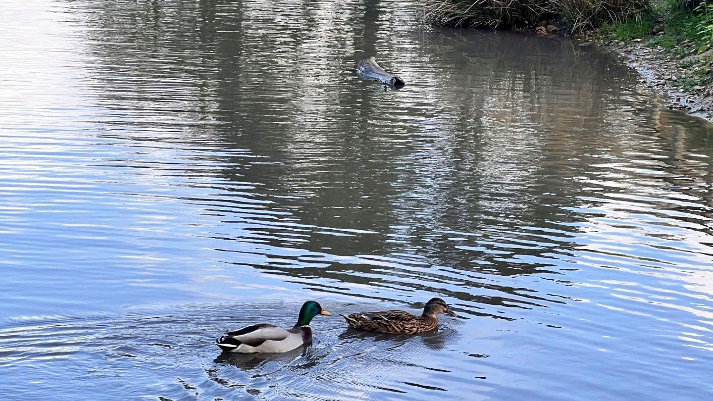 Ducks on the pond