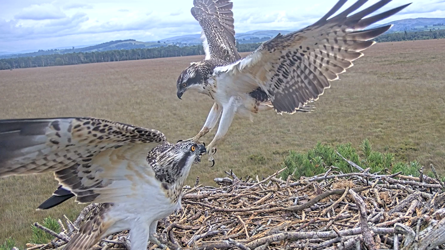 Two ospreys in a nest. One is swooping down with its talons out and the other has its wings spread. The Cumbrian countryside can be seen in the background.