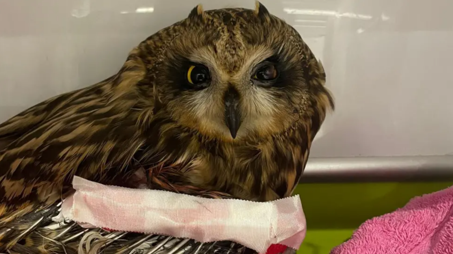 A brown owl with a black beak with a swab on its front and a pink towel in the foreground