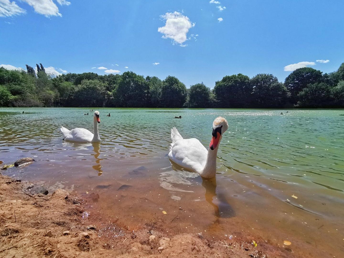 Two swans swim on a lake with green trees behind them. They have white feathers and orange beaks.