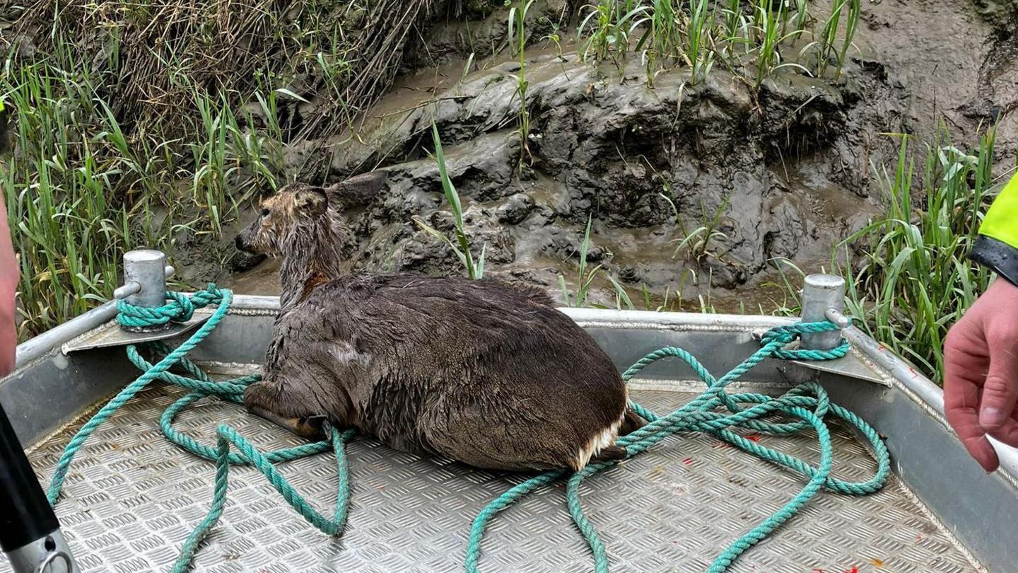 Deer after being rescued