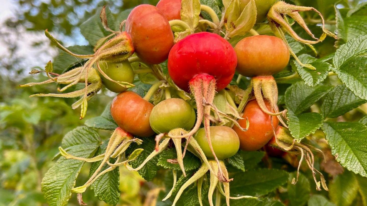 Colourful rose hips dangling among leaves