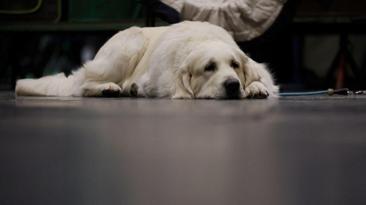 A Golden Retriever lies on the floor ahead of judging