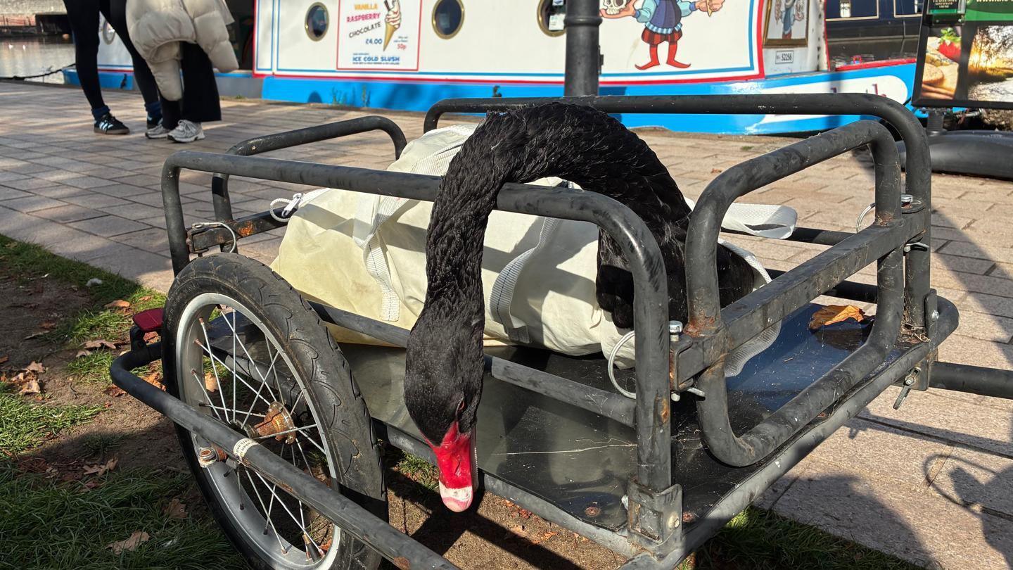 A black swan with a red beak in a metal transporter with wheels. The swan has been wrapped in a covering