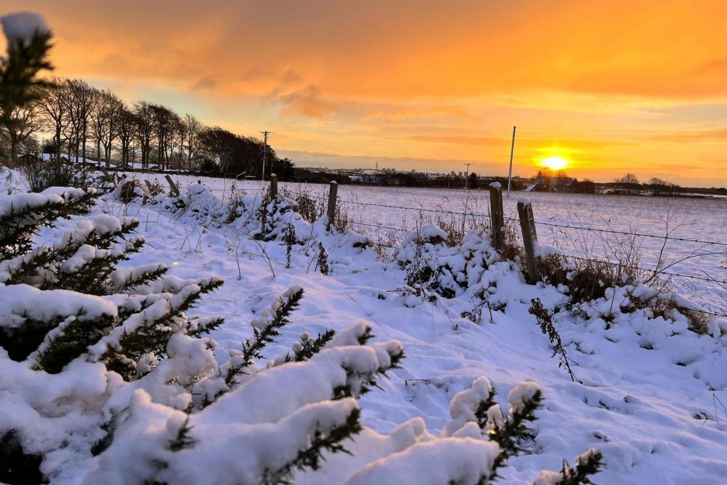 Thick snow covers bushes and fields. The sun is coming up and there is an orange glow in the sky.