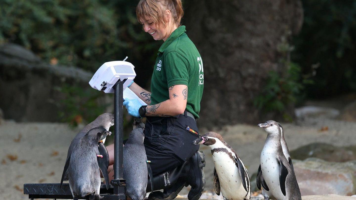 Zookeeper with penguins. 