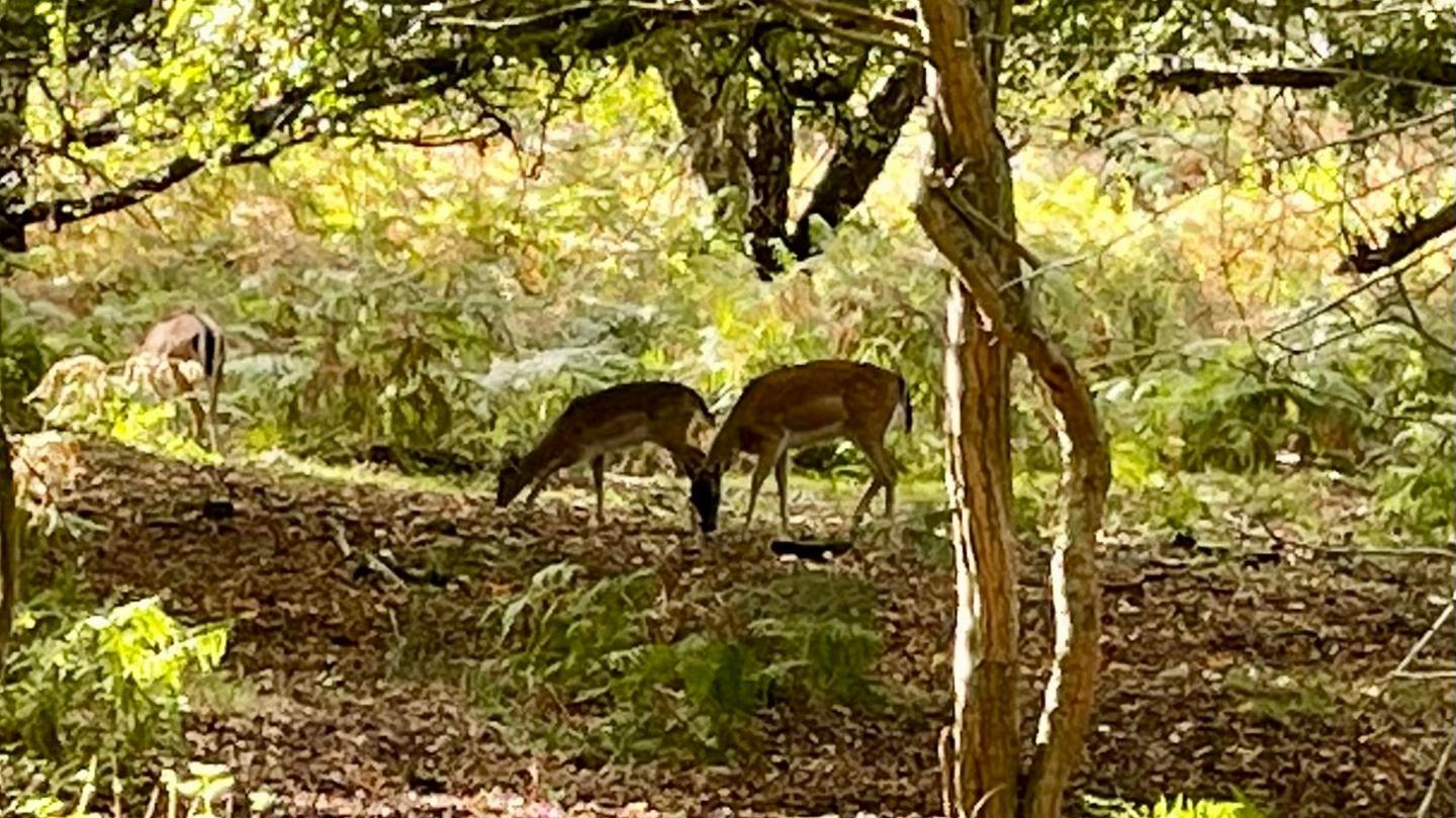 Two deer grazing in a sunny woodland area.