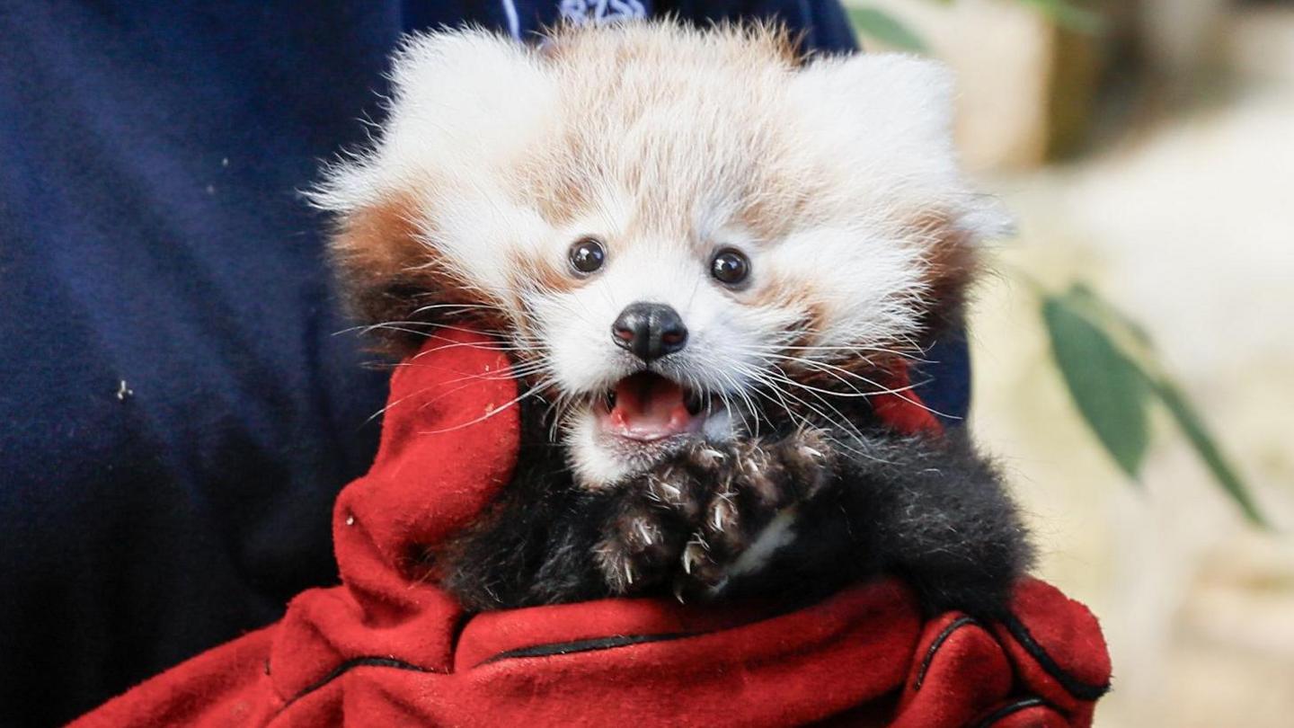 A baby red panda stares into the camera with its mouth open and paws clasped - it is being held by a zookeeper wearing a blue RZSS top and red gloves. The person's face is not pictured.