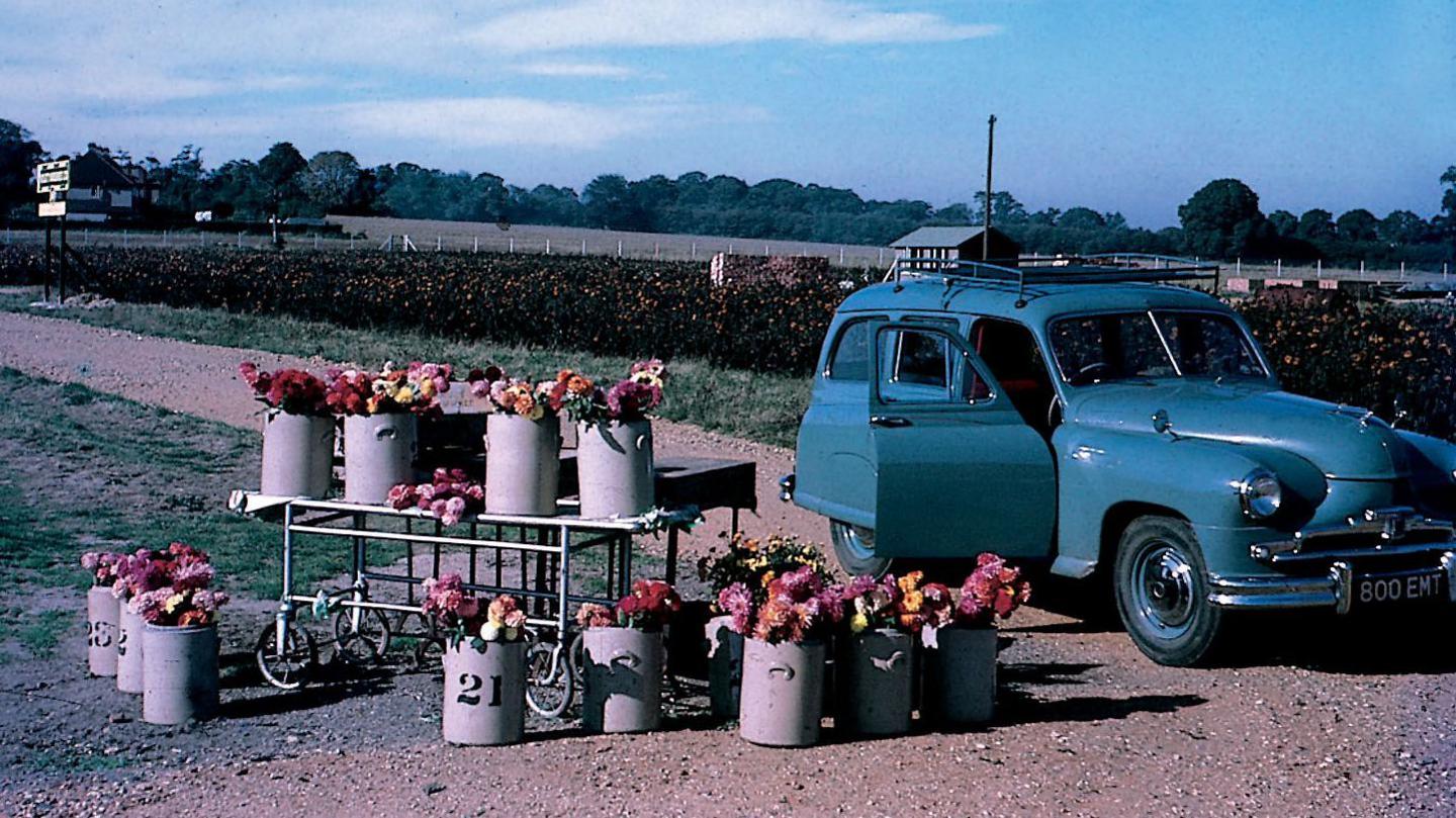 The fields of Aylett nurseries before the greenhouses were all built. A petrol blue classic car, that looks like a Morris Minor, is parked on a gravel track next to pots of flowers with numbers on.
