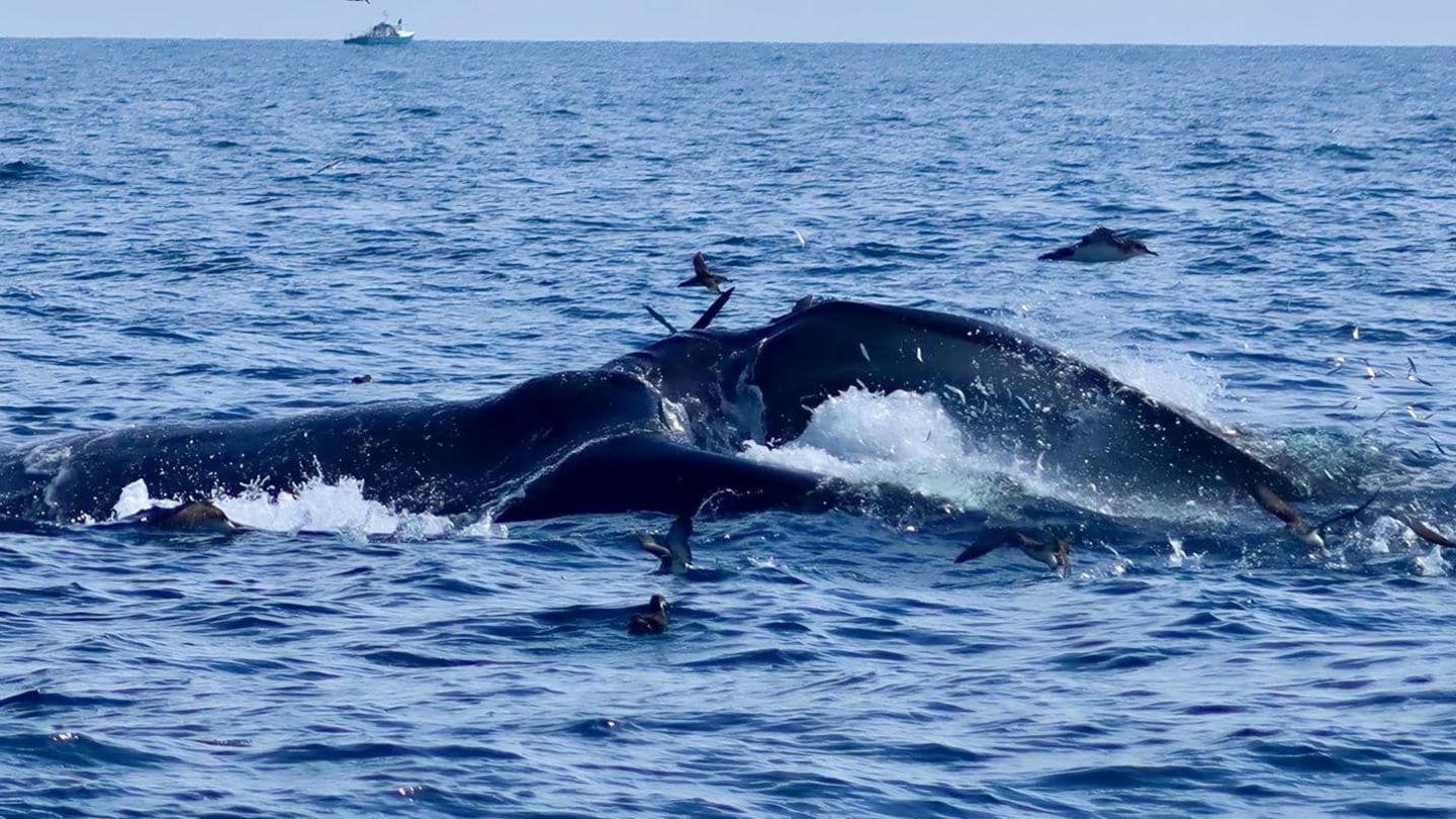 A large fin whale dominated the centre of the image, with waves splashing around it.