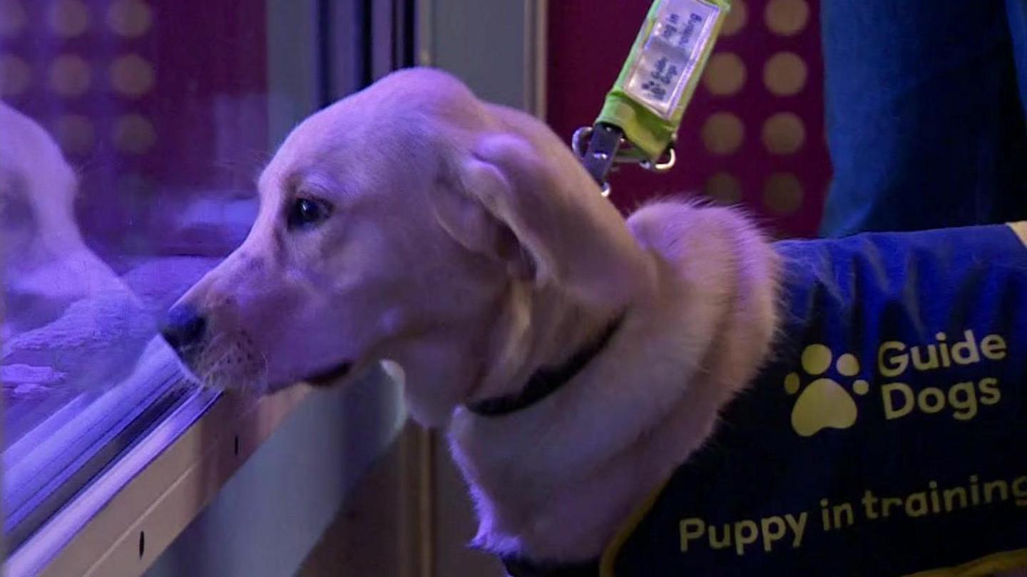 A Labrador puppy wearing a navy harness reading: "Guide Dogs. Puppy in training". The pup's nose is touching the glass of a large fish tank while being held on a leash