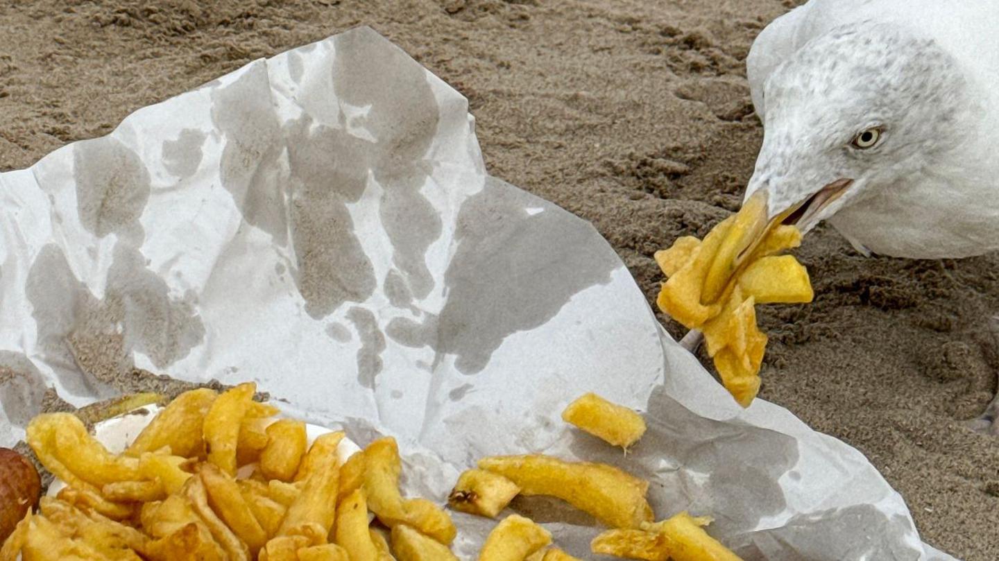 A seagull takes chips from a greasy paper wrap