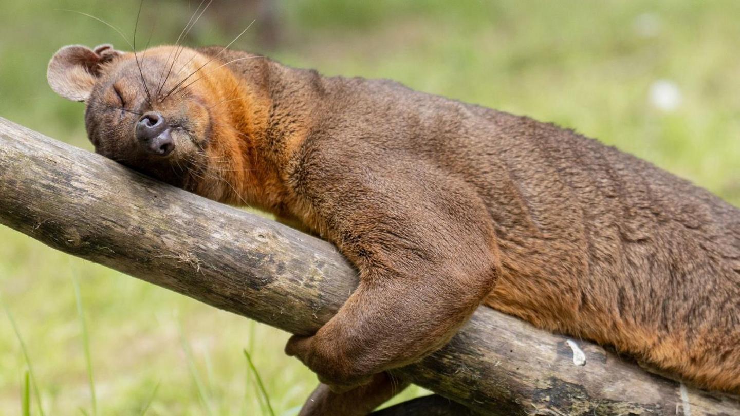 A fossa, with brown fur, is lying asleep on a branch of a tree