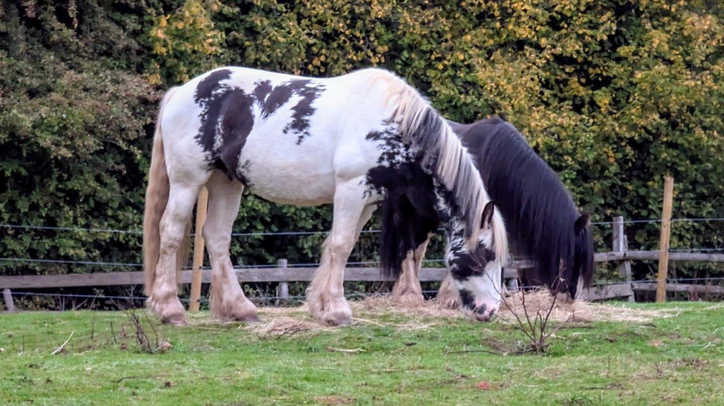 Two horses pictured on a grassy field. A black horse is in the background with a white horse in the foreground, with black spots and blonde mane.
