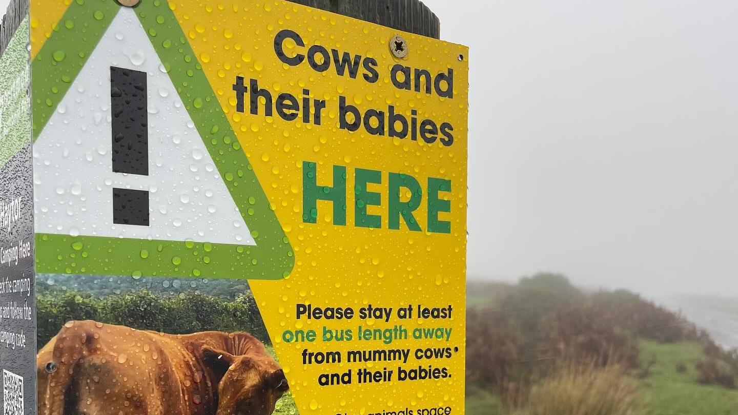 A warning sign on Dartmoor to the left. There is a green triangle with a black explanation mark in it on the left, and a yellow section with the words "Cows and their babies here". Below it says "Please stay at least one bus length away from mummy cows and their babies". There is a picture of a cow below the triangle warning sign.