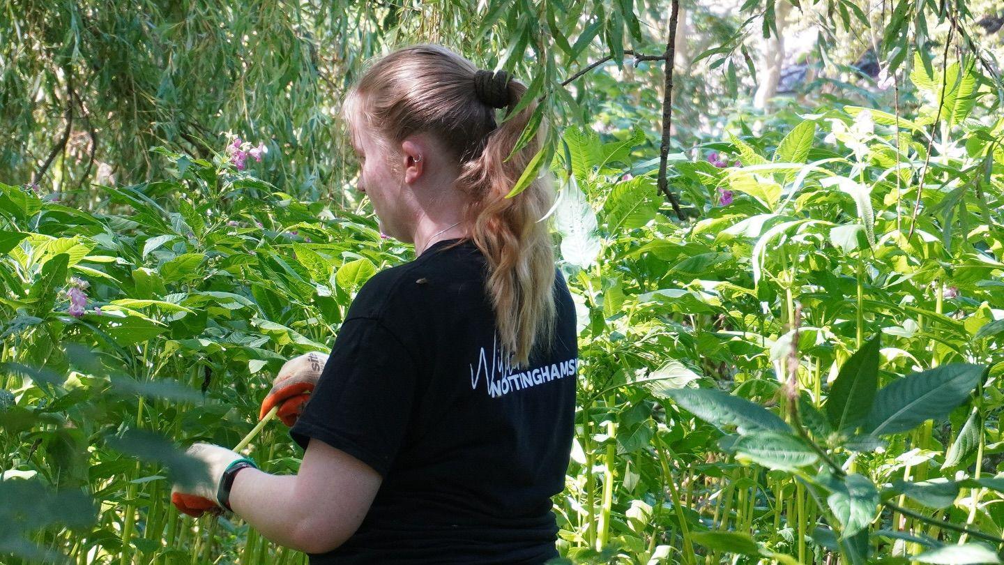 A woman wearing a black t shirt and red gardening gloves, pulling Himalayan Balsam while surrounded by the plant. She is facing away from the camera and her face cannot be seen