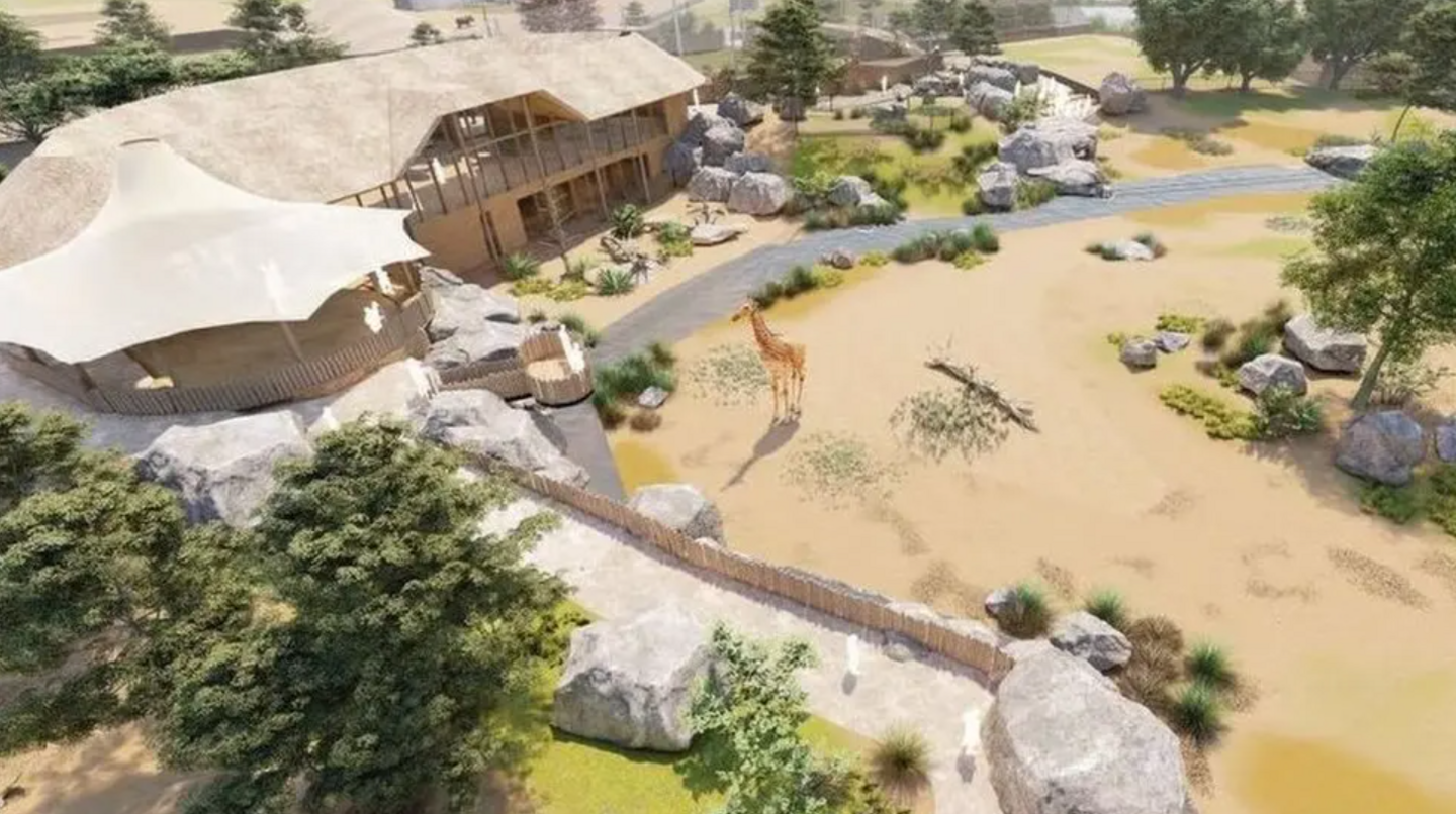 An artists impression of a large building with balconies overlooking a brown area with giraffes in it, surrounded by trees and rocks