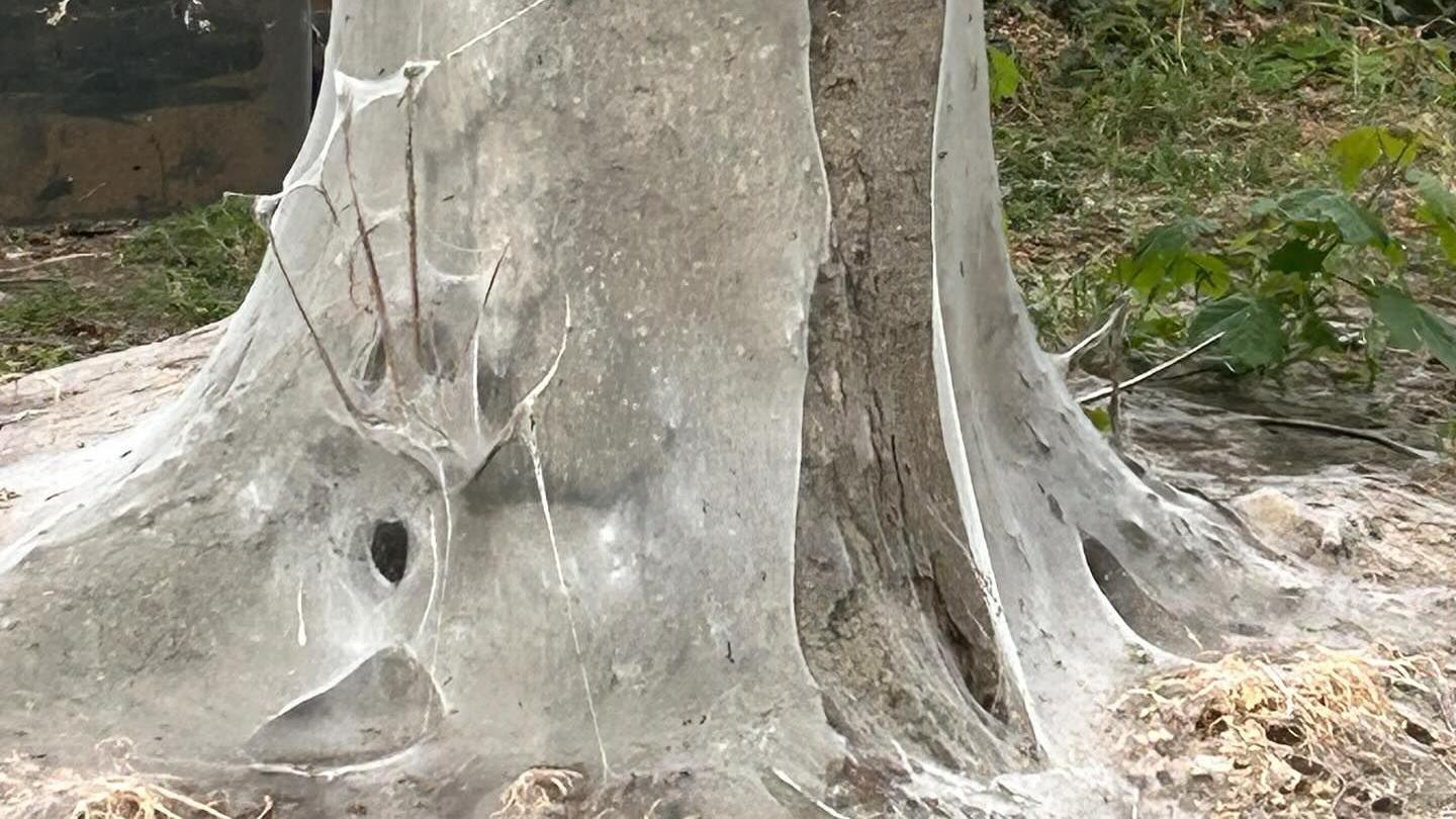 Webbing surrounding a tree trunk.