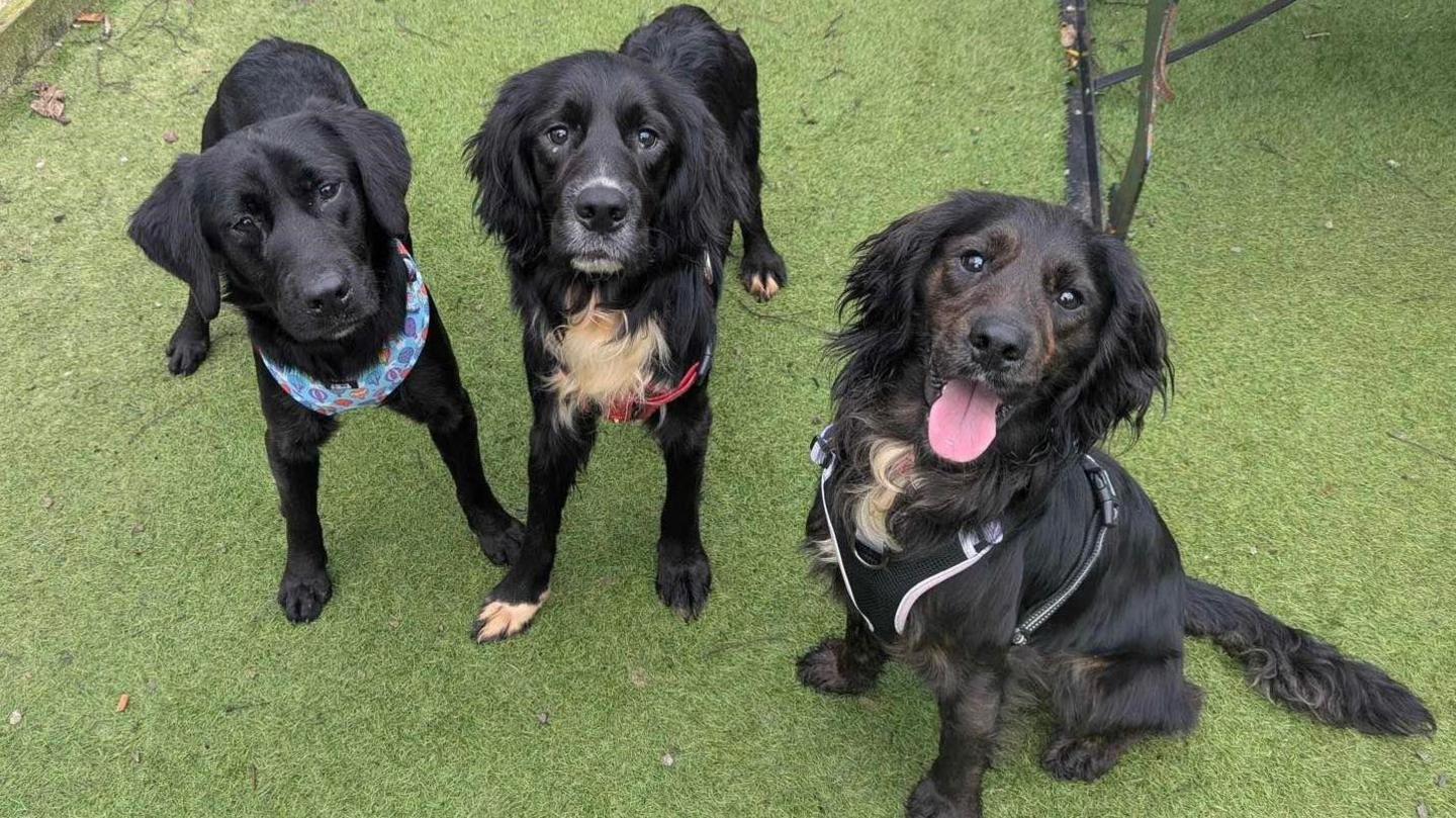 Three black Labrador or mixed breed dogs sitting on patch of artificial grass wearing collars and looking up at the camera