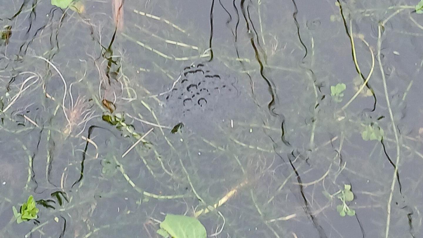 Frogspawn in a pond with some weed.