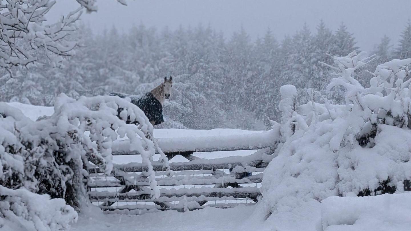 A horse behind a gate in a snowy field