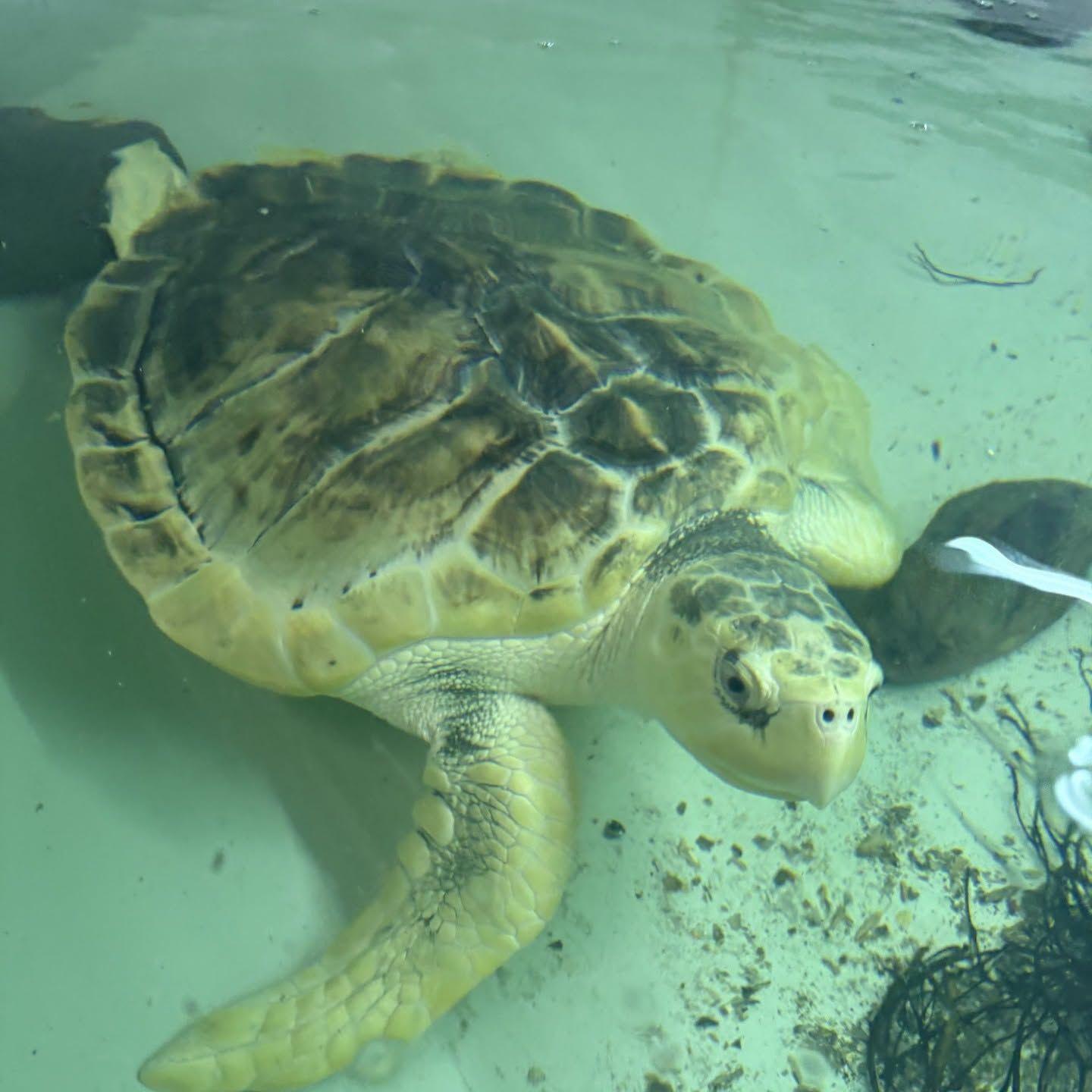 Turtle shown swimming in water
