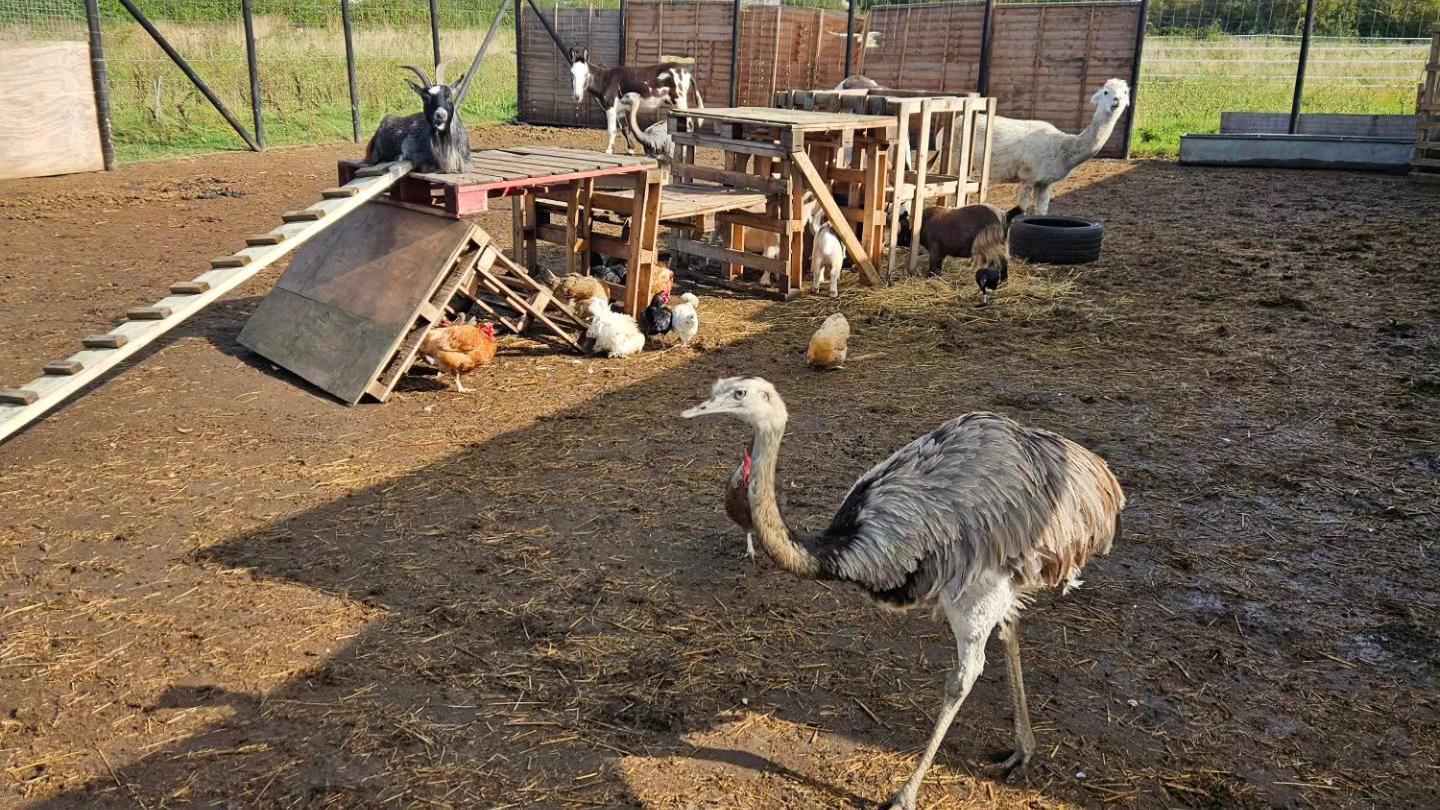 A number of farm animals, including a goats, chickens and an alpaca, in an enclosure with wooden pallets made into a ramp