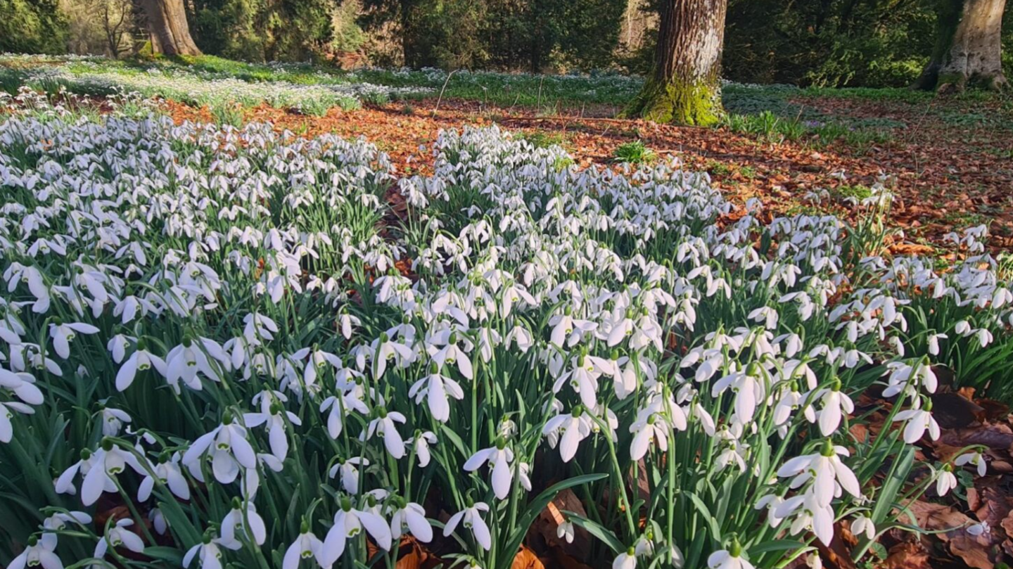A picture taken from low down of snowdrops in woodland spreading out as far as the eye can see, in sunshine.