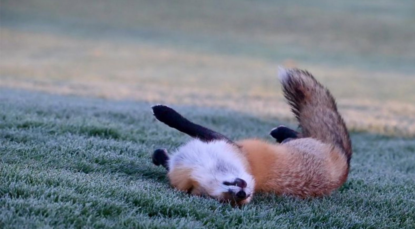 Fox rolling in the frosty grass 