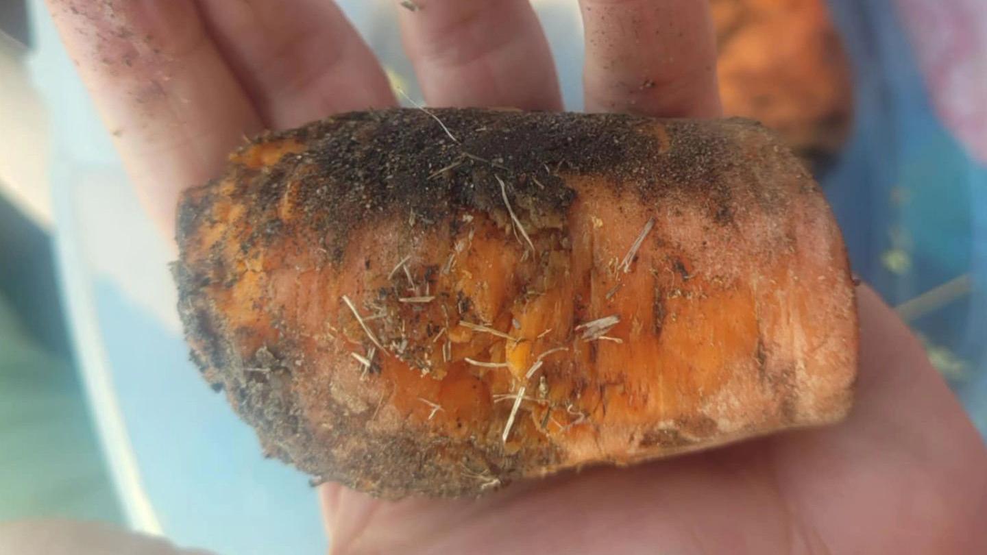 A large muddy chunk of carrot in the palm of someone's hand. It almost covers the entire palm.