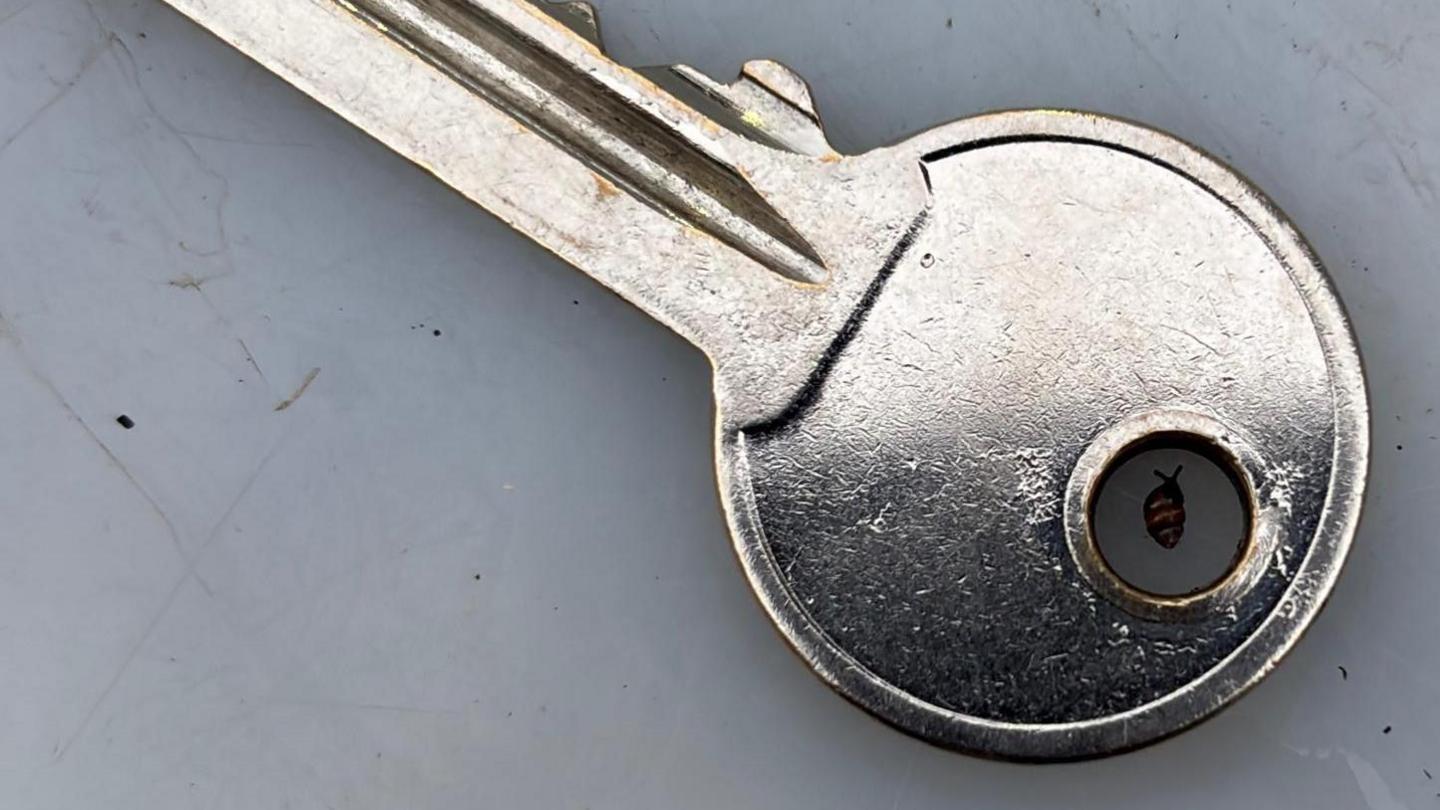 A close-up magnified image of a silver key on a grey surface. A tiny snail can be seen in the hole in the circular part of the key.