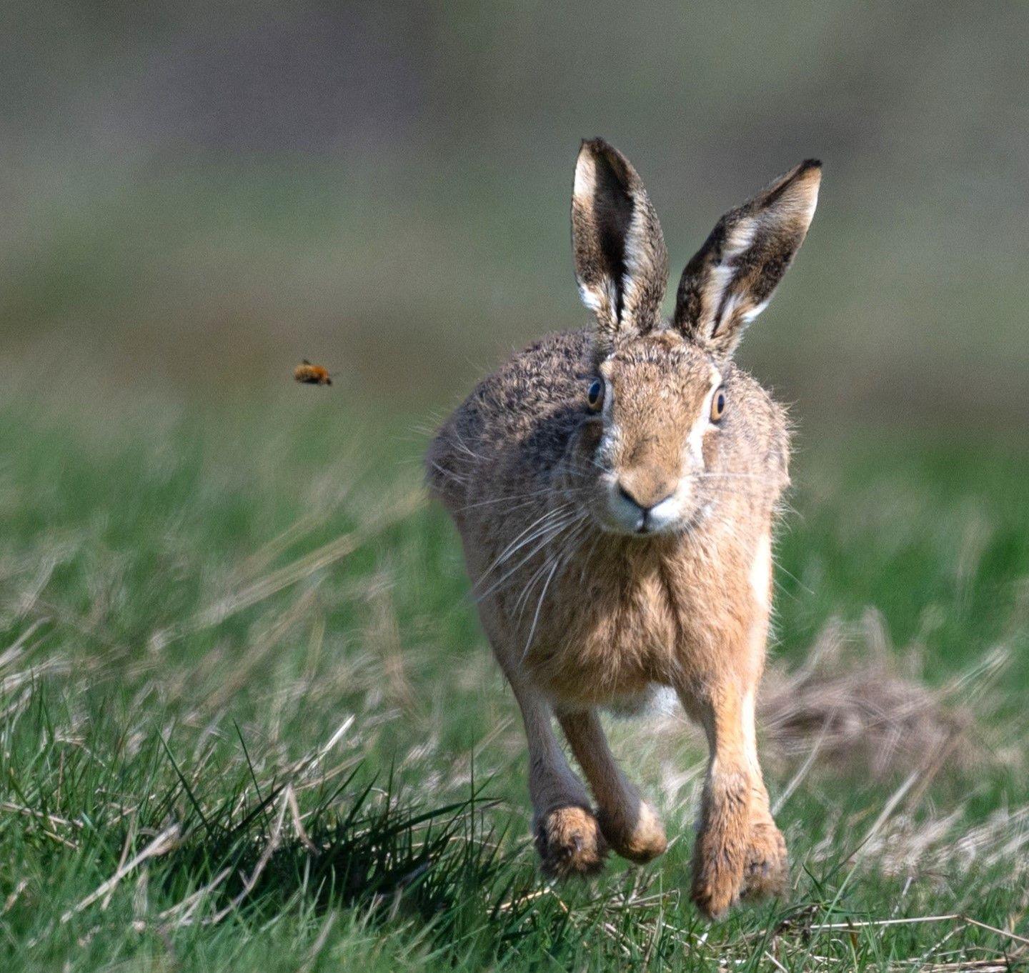 Hare running with a bee flying nearby