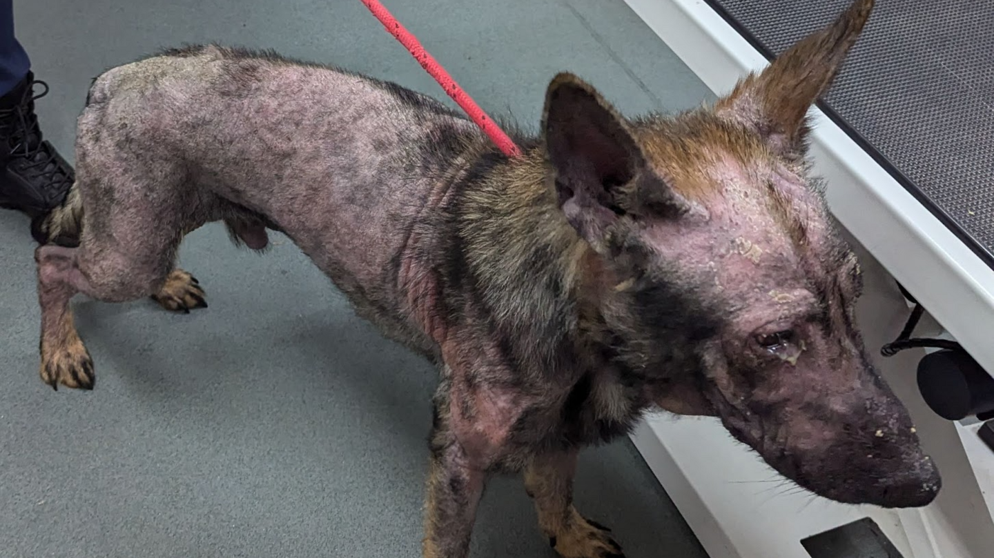 A German Shepherd dog, with barely any fur and red skin with a red lead around his neck. 