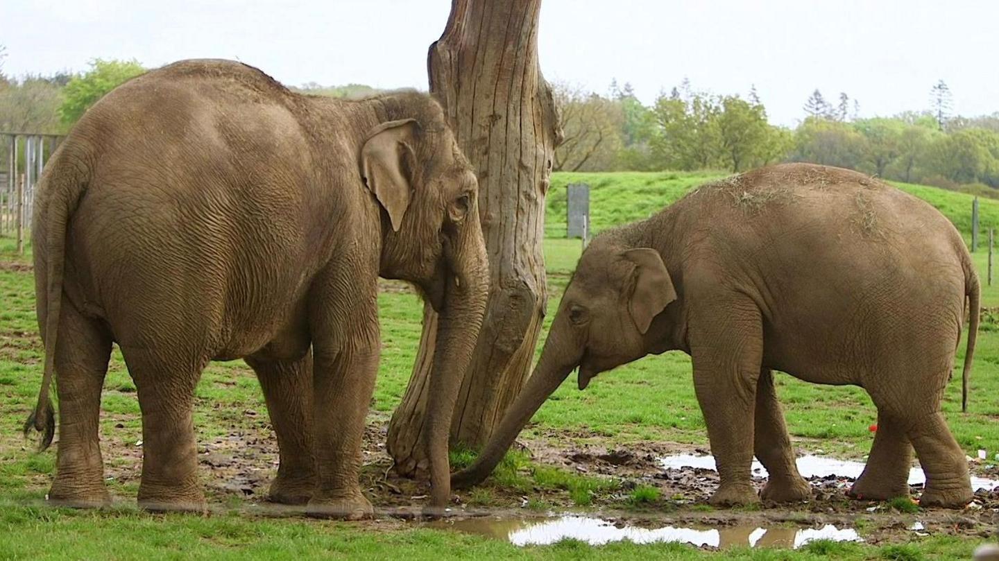 Two elephants facing each other by a tree which is surrounded by muddy puddles. There are trees in the background.