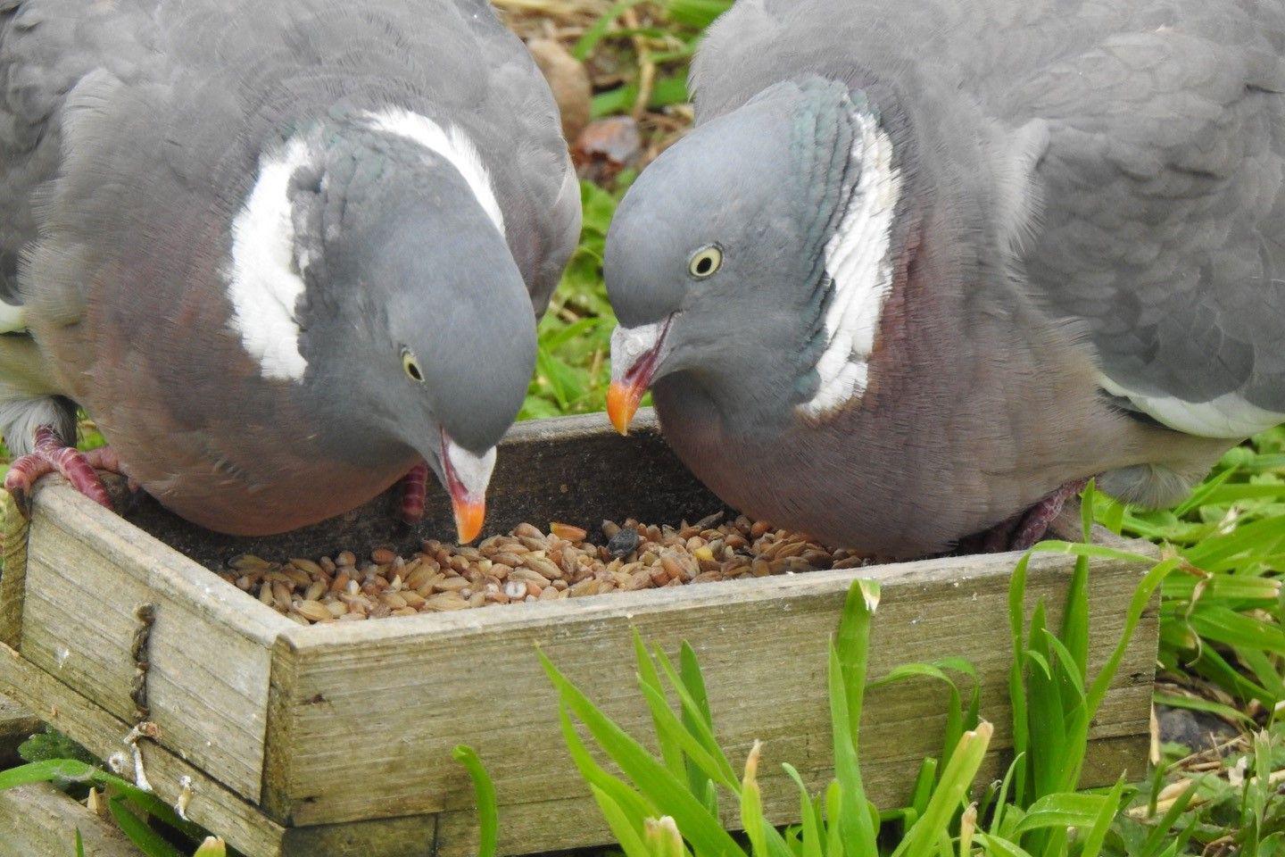 Two wood pigeons sharing breakfast in Greenock