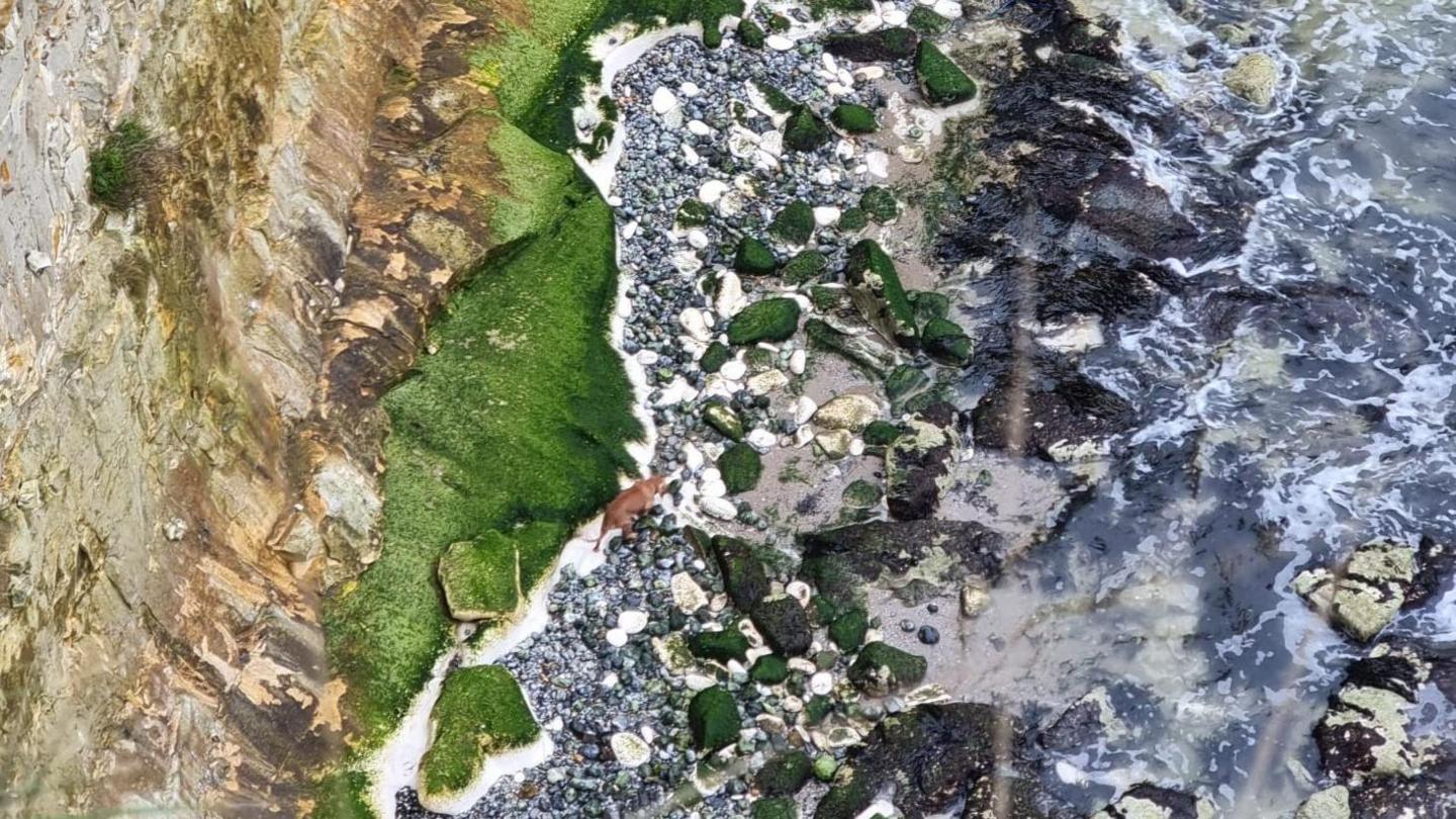 The same view as before, seen from further away. The dog looks very small, stranded between the cliff face and the rocky shore.